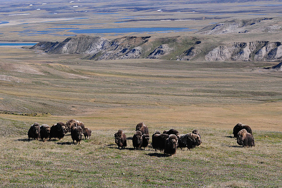 Muskox