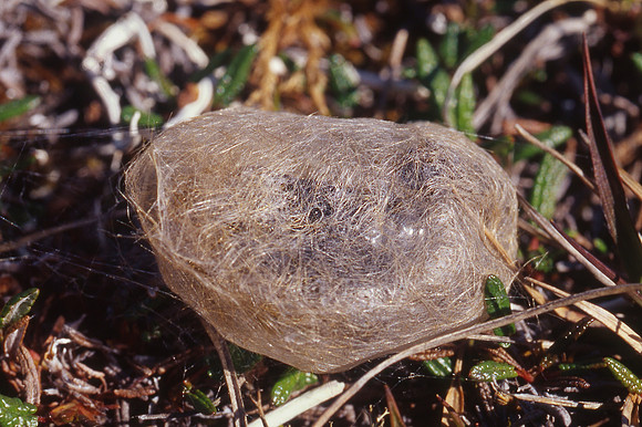 Wooly bear caterpillar in its cocoon