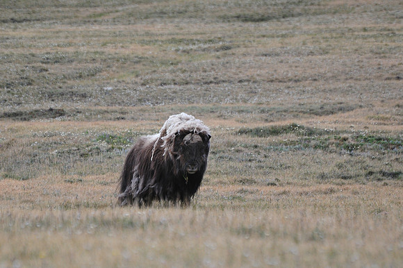 Muskox