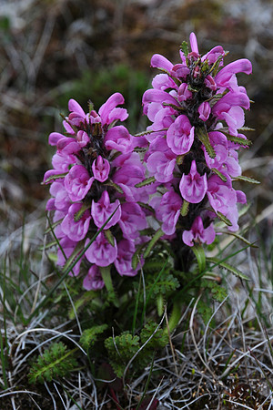 Wooly lousewort