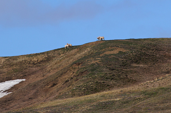Arctic wolves