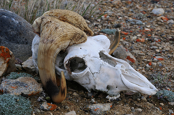 Muskox skull