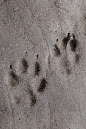 Wolf tracks