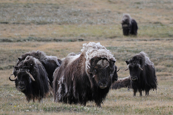 Muskox