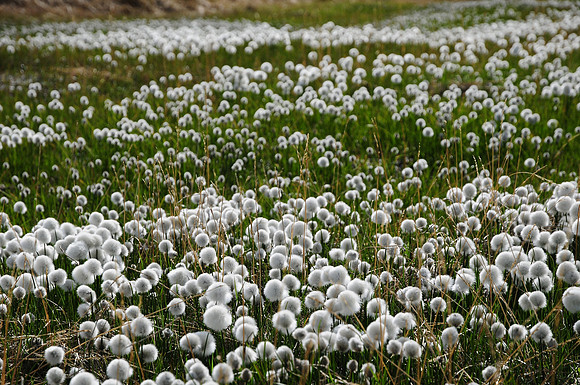 Arctic cotton