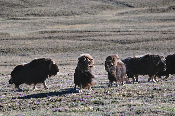 Muskox