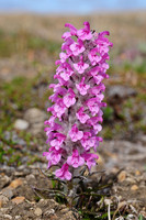 Wooly lousewort