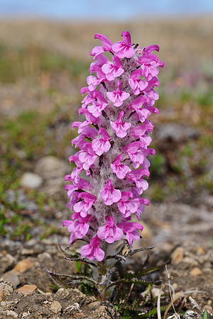 Wooly lousewort