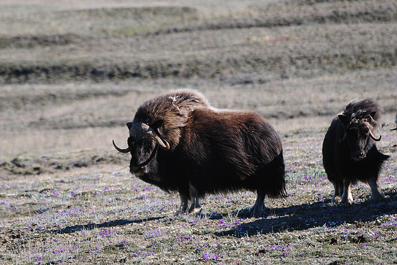 Muskox