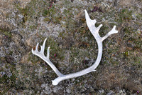 Caribou antler