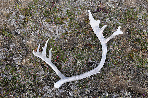 Caribou antler