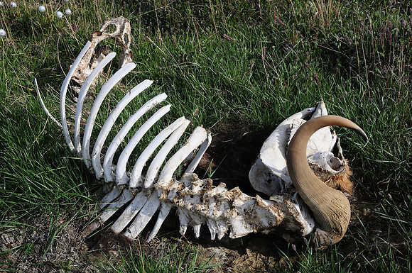 Muskox skeleton