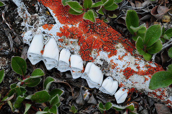 Muskox teeth and jaw, Head Hill