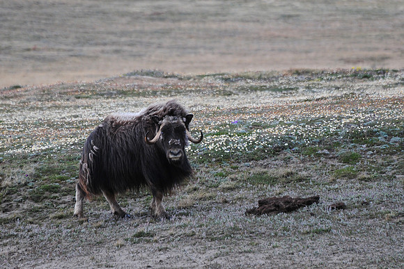 Muskox