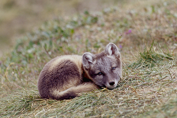 Arctic fox kit