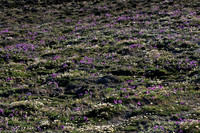Purple oxytrope and mountain avens