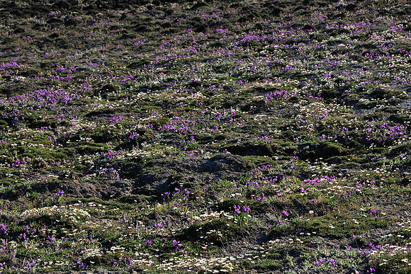 Purple oxytrope and mountain avens