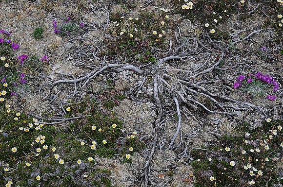 Arctic willow