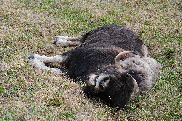 Recently dead muskox
