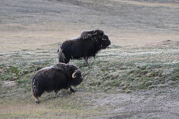 Muskox