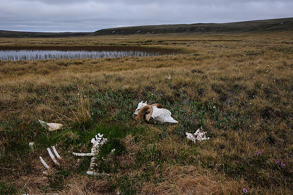 Muskox skeleton, with Head Hill in the distance