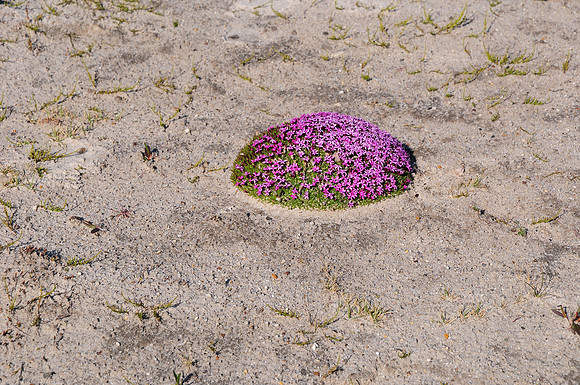 Moss campion