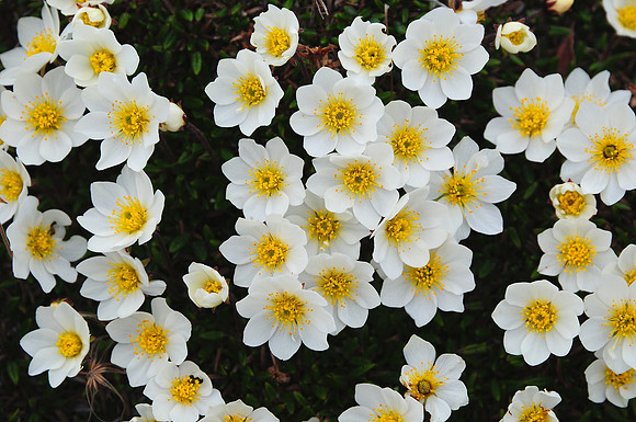 Mountain avens