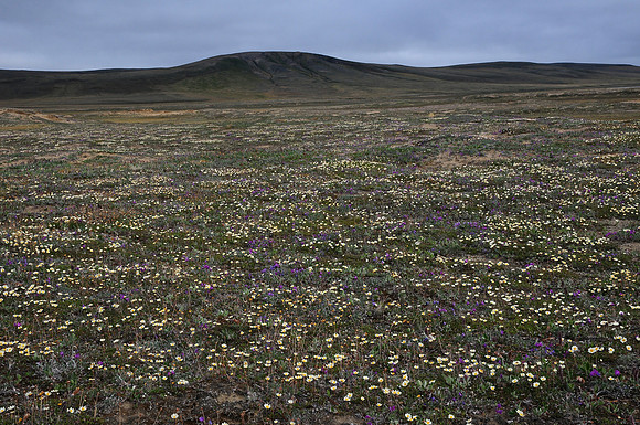 Mountain avens and purple oxytrope
