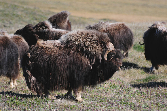 Muskox