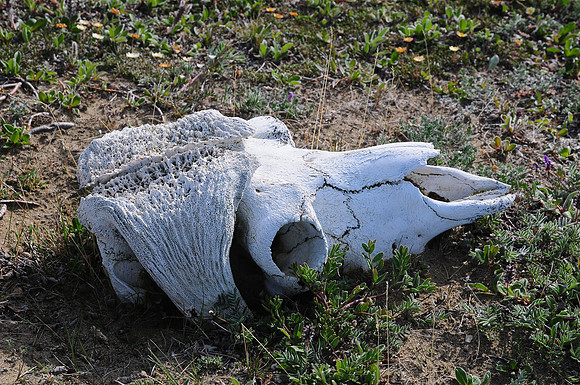 Muskox skull
