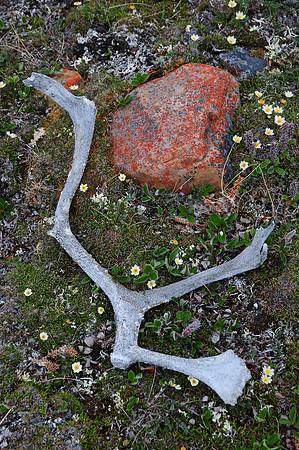 Caribou antler, Head Hill