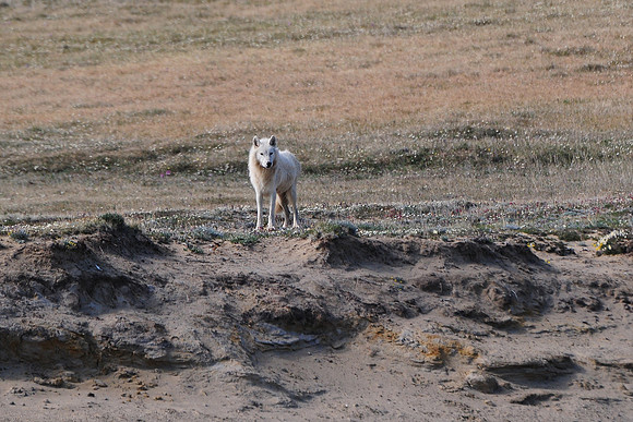 Arctic wolf