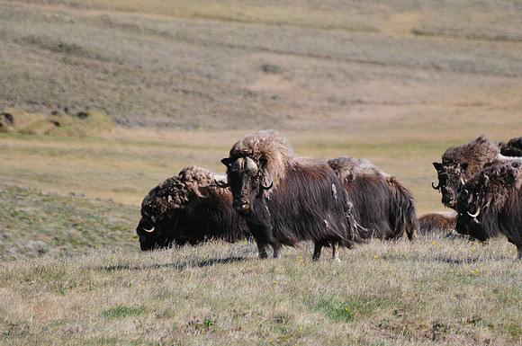 Muskox