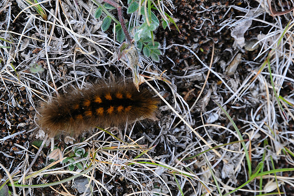 Wooly bear caterpillar