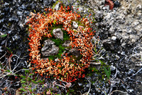 Lichen