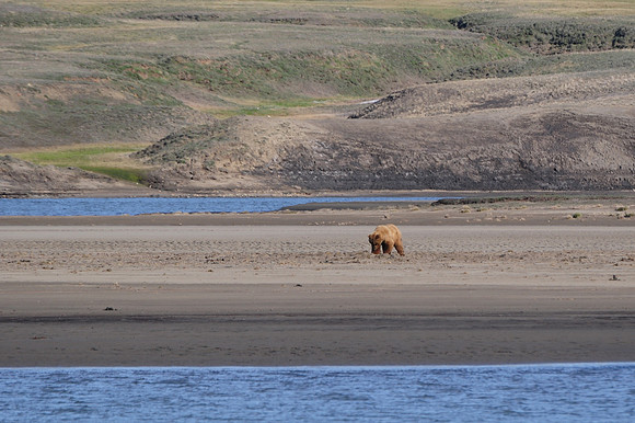 Grizzly bear at 74° North!