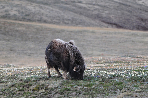 Muskox