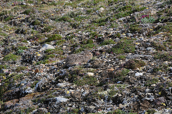 Young arctic hare