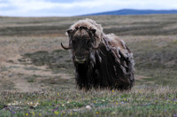 Muskox