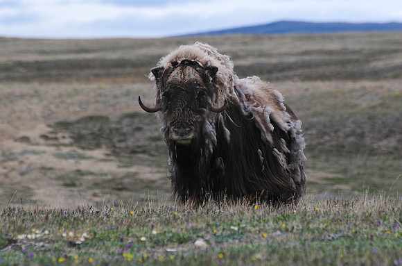 Muskox