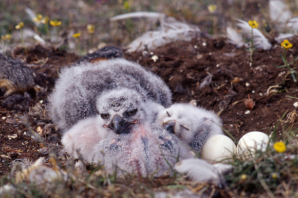 Snowy owl chicks