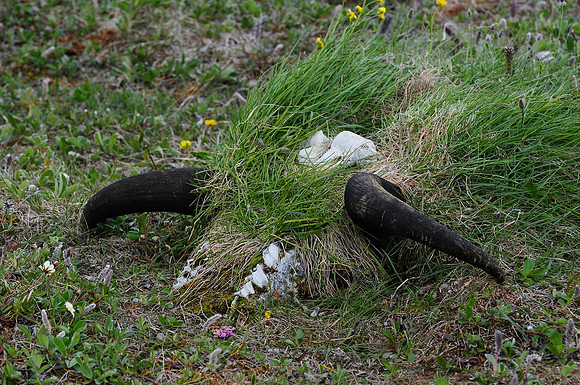 Muskox skull