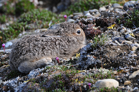 Young arctic hare