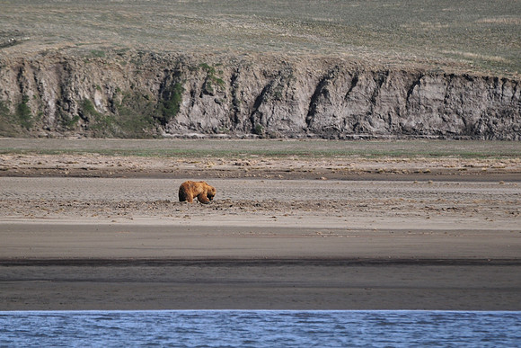 Grizzly bear at 74° North!