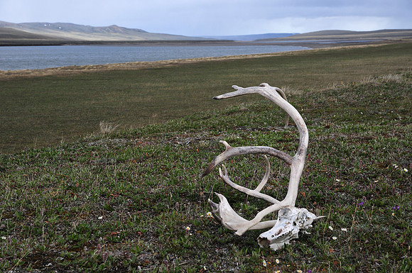 Caribou skull
