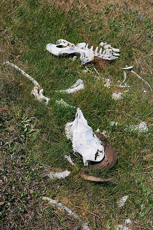 Muskox skeleton