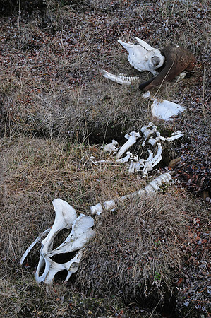 Muskox skeleton