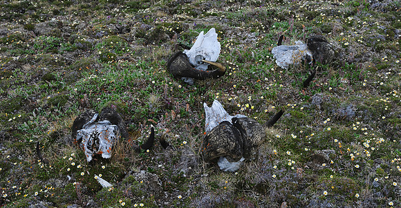 Muskox skulls on Head Hill