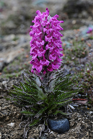 Wooly lousewort