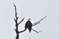 Bald eagle, Johnstone Strait